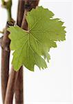 Grapevine, gros plan