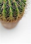 Cactus, vue grand angle