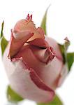 Pink rose bud