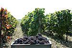 France, Champagne-Ardenne, Aube, vignoble, bin plein de raisins au premier plan