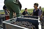 France, Champagne-Ardenne, Aube, wine harvesters loading bins of grapes in vineyard