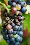 Grapes on vine, close-up