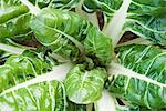 Swiss chard growing in vegetable garden, viewed from above, close-up