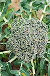 Broccoli growing in vegetable garden