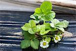 Strawberry plant growing in vegetable garden