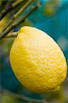 Zitrone wächst am Baum, Nahaufnahme