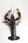 Fresh lobster