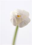 White tulip