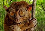 Tarsier fraterculus, the smallest living primate, only 130mm (5 inches) tall, Tarsier Sanctuary, Sikatuna, Bohol, Philippines, Southeast Asia, Asia