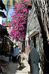 Ruelle étroite, la vieille ville, patrimoine mondial de l'UNESCO, île de Lamu, Kenya, Afrique de l'est, Afrique