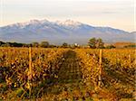 Vignoble et montagne Canigou, Languedoc Roussillon, France, Europe