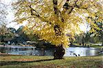 Autumn colours near the boat house, Regent's Park, London NW1, England, United Kingdom, Europe