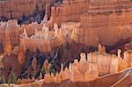 Backlit sandstone hoodoos in Bryce Amphitheater, Bryce Canyon National Park, Utah, United States of America, North America