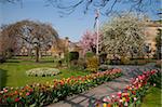 Masses of colourful spring tulips in the Bath Gardens , Bakewell, Derbyshire, Peak District National Park, England, United Kingdom, Europe