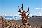 Le très vieux tordu Bristlecone Pine (Pinus longaeva), sur les pentes de la brosse de sage couvert de calcaire dolomite, en Amérique du Nord de l'évêque, Californie, États-Unis d'Amérique, Ancient Bristlecone Pine Forest Park, forêt nationale d'Inyo,