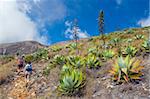 Les randonneurs parcourant 2365m de piste, le Volcan Santa Ana, cactus, Parque Nacional Los volcans, El Salvador, Amérique centrale
