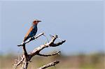 Rouleau à poitrine lilas (Coracias caudata), Lualenyi Game Reserve, Kenya, Afrique de l'est, Afrique