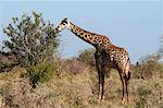 Masai-Giraffe (Giraffa Camelopardalis), Lualenyi Game Reserve, Kenia, Ostafrika, Afrika