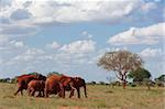 Éléphants (Loxodonta africana), Parc National de Tsavo East, Kenya, Afrique de l'est, Afrique