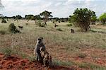 Jaune de babouins (Papio hamadryas cynocephalus), Parc National de Tsavo East, Kenya, Afrique de l'est, Afrique