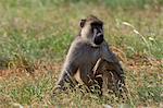 Yellow baboon (Papio hamadryas cynocephalus) with a snare on his neck, Tsavo East National Park, Kenya, East Africa, Africa
