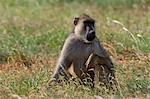 Gelber Pavian (Papio Hamadryas Cynocephalus) mit einer Schlinge auf seinen Hals, Tsavo-East-Nationalpark, Kenia, Ostafrika, Afrika