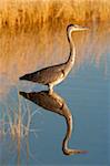 Grey heron (Ardea cinerea), Etosha National Park, Namibia, Africa