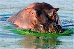 Hippopotame (Hippopotamus amphibius), Parc National de Kruger, Mpumalanga, Afrique du Sud, Afrique