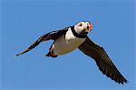 Puffin (Fratercula arctica), flying, Farne Islands, Northumberland, England, United Kingdom, Europe