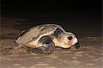 Tortue caouanne (Caretta caretta), passant de nid en mer pendant la nuit, Banga Nek, Kwazulu Natal, Afrique du Sud, Afrique