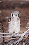 Owl (Bubo lacteus), l'aigle de Verreaux (géant) Kgalagadi Transfrontier Park, Afrique du Sud, Afrique