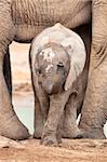 Baby elephant (Loxodonta africana), Addo Elephant National Park, Eastern Cape, South Africa, Africa