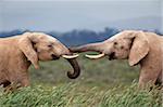 Elephants (Loxodonta africana), greeting, Addo National Park, Eastern Cape, South Africa, Africa