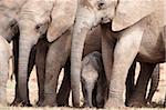 Breeding herd of elephant (Loxodonta africana), Addo Elephant National Park, Eastern Cape, South Africa, Africa