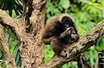 Bornean Gibbon (Hylobates muelleri), Lok Kawi Wildlife Park, Sabah, Borneo, Malaisie, Asie du sud-est, Asie