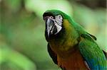 Portrait of Macaw, Lok Kawi Wildlife Park, Sabah, Borneo, Malaysia,Southeast Asia, Asia