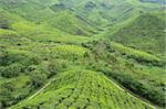 Tea Plantation, Cameron Highlands, Perak, Malaisie, Asie du sud-est, Asie