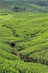 Tea Plantation, Cameron Highlands, Perak, Malaisie, Asie du sud-est, Asie