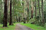 Sorbier forêt, le Parc National de Dandenong Ranges, monts Dandenong, Victoria, Australie, Pacifique