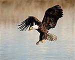 Weißkopfseeadler (Haliaeetus Leucocephalus) im Flug auf Endanflug, Farmington Bay, Utah, Vereinigte Staaten von Amerika, Nordamerika