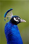 Queue de paon indien (Pavo cristatus) en captivité, Rio Grande Zoo, parc biologique Albuquerque, Albuquerque, Nouveau-Mexique, États-Unis d'Amérique, Amérique du Nord