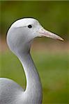 Blauer Kran (Stanley Kran) (Paradise Kran) (Anthropoides Paradiseus) in Gefangenschaft, Rio Grande Zoo, Albuquerque Biological Park, Albuquerque, New Mexico, Vereinigte Staaten von Amerika, Nordamerika