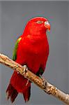 Bavardage lory (Lorius garrulus) en captivité, Rio Grande Zoo, parc biologique Albuquerque, Albuquerque, Nouveau-Mexique, États-Unis d'Amérique, Amérique du Nord