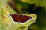 Mourning cloak (Camberwell beauty) (Nymphalis antiopa), Palmer, Alaska, United States of America, North America