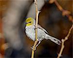 Verdin (Auriparus flaviceps), San Bernardino County, Californie, États-Unis d'Amérique, Amérique du Nord