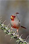 Cardinal pyrrhuloxia mâle (Cardinalis sinuatus), l'étang, Amado, Arizona, États-Unis d'Amérique, l'Amérique du Nord
