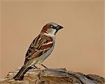 Moineau domestique (Passer domesticus), l'étang, Amado, Arizona, États-Unis d'Amérique, Amérique du Nord