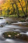 La Teign rivière rocheuse près du pont Fingle en automne, Parc National de Dartmoor, Devon, Angleterre, Royaume-Uni, Europe