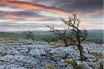 Twisted poussant à travers le revêtement de calcaire aubépine Twistleton Scar, Yorkshire Dales National Park, Yorkshire, Angleterre, Royaume-Uni, Europe