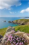 Sea thrift flowering on the clifftops above Carrick Luz, with views to the Lizard, Cornwall, England, United Kingdom, Europe